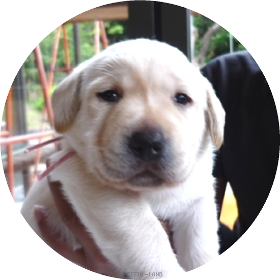 女の子(ピンク母犬ラリマー)(A child of ソロモン & ラリマー) 女の子(ピンク母犬ラリマー)